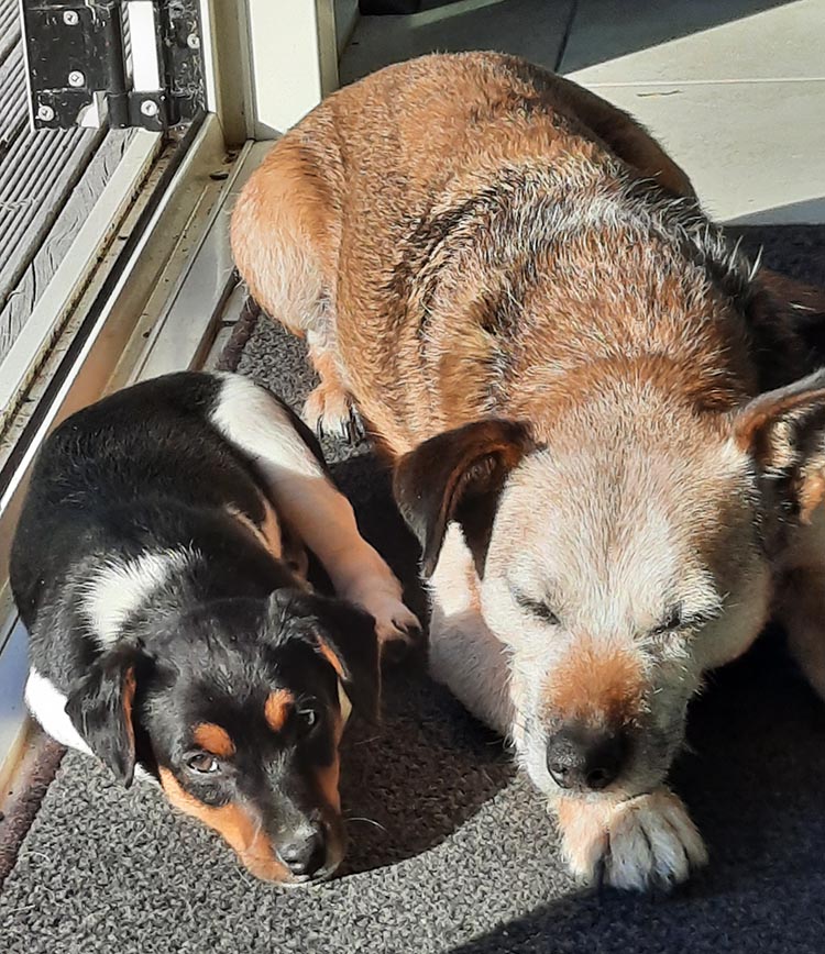 conservation dogs ara bail